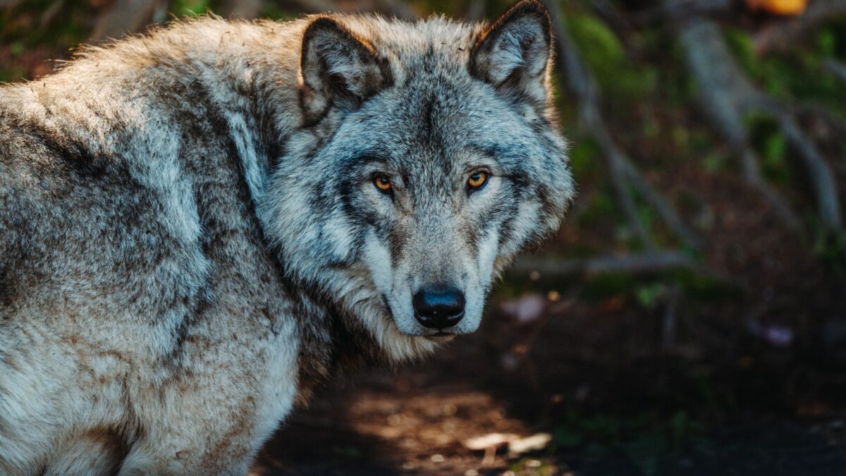 Ein Foto von einem Wolf mit grau-braunen Fell im Wald, der direkt in die Kamera guckt.